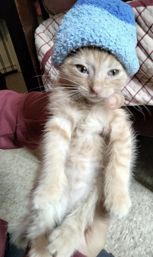 This is Choky when he was small wearing a sock on his head as his hat. 